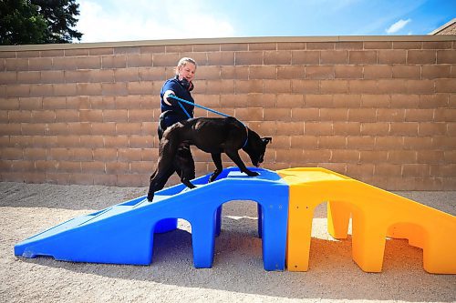 Ruth Bonneville  / Free Press 

Local - Animal services 

Animal Services Kennel Assistant Gillian Lecuyer takes Sebastian a two-year-old American Bull Dog mix over one of their enrichment structures in their park at Animal Services Friday.

See story on their sensory gardens

June 20th,  2025

 