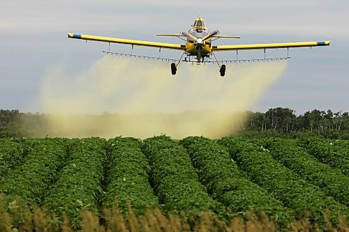 26062025
An aerial sprayer flies low over a crop of potatoes east of Brandon applying fungicide on an overcast Thursday morning.
(Tim Smith/The Brandon Sun)