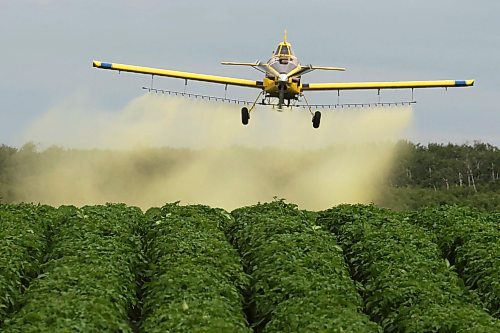 26062025
An aerial sprayer flies low over a crop of potatoes east of Brandon applying fungicide on an overcast Thursday morning. 
(Tim Smith/The Brandon Sun)
