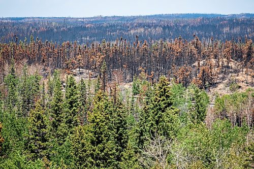 MIKAELA MACKENZIE / FREE PRESS
Burned areas just north of Flin Flon on Wednesday, June 25, 2025.
For Nicole Buffie story.
Winnipeg Free Press 2025