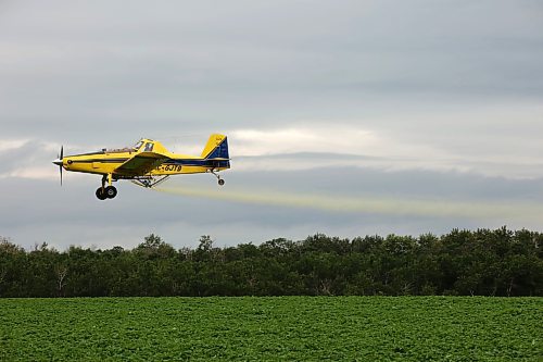 26062025
An aerial sprayer flies low over a crop of potatoes east of Brandon applying fungicide on an overcast Thursday morning.
(Tim Smith/The Brandon Sun)