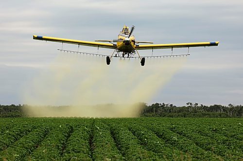 26062025
An aerial sprayer flies low over a crop of potatoes east of Brandon applying fungicide on an overcast Thursday morning.
(Tim Smith/The Brandon Sun)