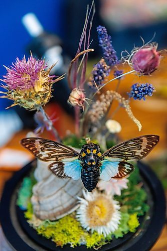 MIKE DEAL / FREE PRESS
A Blue Cicada is the centre piece of one Randi’s creations.
Randi Thomson creates entomological art, using preserved bugs and insects and native grasses and plants to make her bug landscapes. She mounts the flora and fauna in cloches, bell jars and vintage receptacles. Her garden in Stonewall, MB, is full of bones, gifted to her by family, friends and neighbours.
Reporter: AV Kitching
250707 - Monday, July 07, 2025.