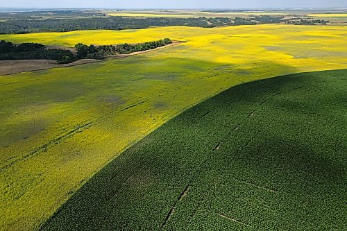 08072025
Canola and Corn grow south of Rivers, Manitoba on Tuesday.
(Tim Smith/The Brandon Sun)