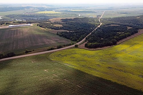 08072025
Canola and Corn grow south of Rivers, Manitoba overlooking the Assiniboine River valley on Tuesday.
(Tim Smith/The Brandon Sun)