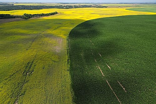 08072025
Canola and Corn grow south of Rivers, Manitoba on Tuesday.
(Tim Smith/The Brandon Sun)