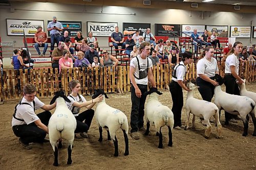 10072025
Kids show their sheep and wait judging during the 2025 All Canada Sheep Classic at the Keystone Centre in Brandon on Thursday. Sheep producers from across the country are in Brandon for the show, which runs until Sunday. 
(Tim Smith/The Brandon Sun)