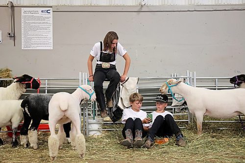 Friends Kerri Walker and Brexton Beaudoin of Moosomin, Sask., and Brayden Bell of Stayner, Ont., hang out between showing their sheep during Thursday's show. (Tim Smith/The Brandon Sun)