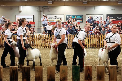 10072025
Kids show their sheep and wait judging during the 2025 All Canada Sheep Classic at the Keystone Centre in Brandon on Thursday. Sheep producers from across the country are in Brandon for the show, which runs until Sunday. 
(Tim Smith/The Brandon Sun)