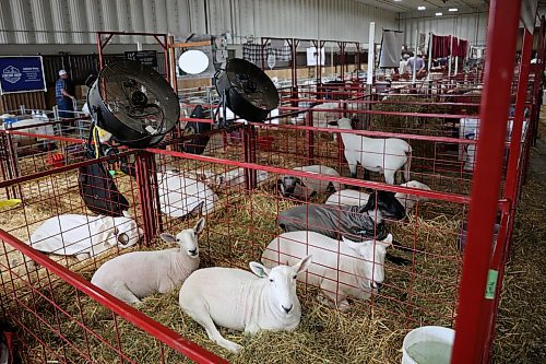 10072025
Sheep lie in pens during the 2025 All Canada Sheep Classic at the Keystone Centre in Brandon on Thursday. Sheep producers from across the country are in Brandon for the show, which runs until Sunday. 
(Tim Smith/The Brandon Sun)