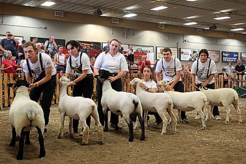10072025
Kids show their sheep and wait judging during the 2025 All Canada Sheep Classic at the Keystone Centre in Brandon on Thursday. Sheep producers from across the country are in Brandon for the show, which runs until Sunday. 
(Tim Smith/The Brandon Sun)