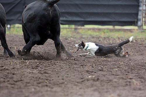 Kate, owned by Jo Ann McCannel from Pierson, nips at a yearling heifer as she works the ring during the Stock Dog Shoot Out competition on Friday at the 2025 Souris Peacock Days and Fair. (Matt Goerzen/The Brandon Sun)