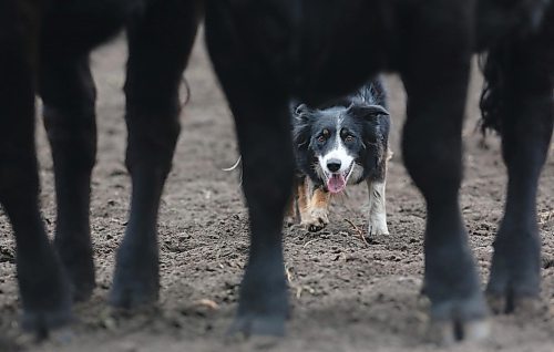 Mindy, a border collie competing on Friday, is seen through a sea of yearling heifer legs. (Matt Goerzen/The Brandon Sun)