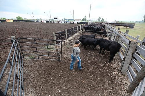 Isabelle Klassen opens the gate to release three yearlings into the ring. (Matt Goerzen/The Brandon Sun)