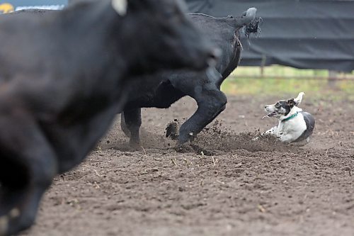 Kate, owned by Jo Ann McCannel from Pierson MB, recoils from the movements of an unhappy yearling heifer as she works the show ring during the Stock Dog Shoot Out competition on Friday at the 2025 Souris Peacock Days &amp; Fair. (Matt Goerzen/The Brandon Sun)