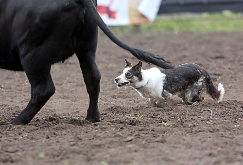 Kate, owned by Jo Ann McCannel from Pierson MB, keeps her eye on the a yearling heifer as she works the ring during the Stock Dog Shoot Out competition on Friday at the 2025 Souris Peacock Days &amp; Fair. (Matt Goerzen/The Brandon Sun) 