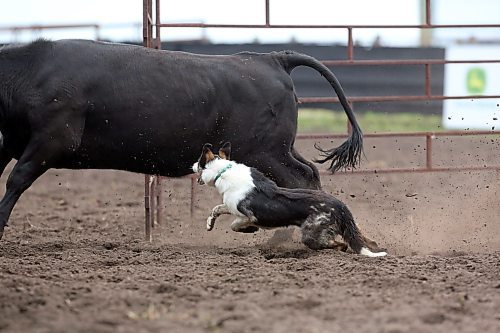 Kate, owned by Jo Ann McCannel from Pierson MB, keeps moves a yearling heifer as she works the ring during the Stock Dog Shoot Out competition on Friday at the 2025 Souris Peacock Days &amp; Fair. (Matt Goerzen/The Brandon Sun)