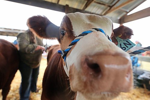 Johnny, a young Simmental breed cow-calf owned by the Peters family from Rivers, Man. sniffs at the camera while getting groomed on Monday afternoon at the Oak River Fair. (Matt Goerzen/The Brandon Sun)
