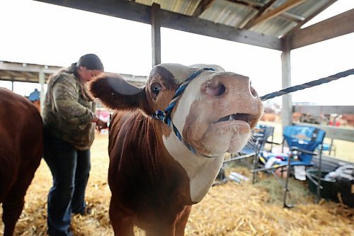 Johnny, a Simmental calf, lows while getting groomed by Kinely Peters of Rivers, Man. on Monday afternoon at the Oak River Fair. (Matt Goerzen/The Brandon Sun)