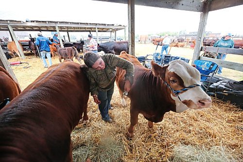 Kinley Peters of Rivers, Man. grooms Johnny, a Simmental calf shortly before a competition at the Oak River Fair on Monday afternoon. (Matt Goerzen/The Brandon Sun)