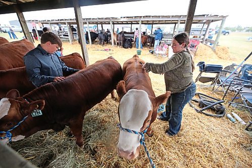 Members of the Peters family from Rivers, Man. give a quick brush to their animals shortly before a judging competition at the Oak River Fair on Monday afternoon. (Matt Goerzen/The Brandon Sun)