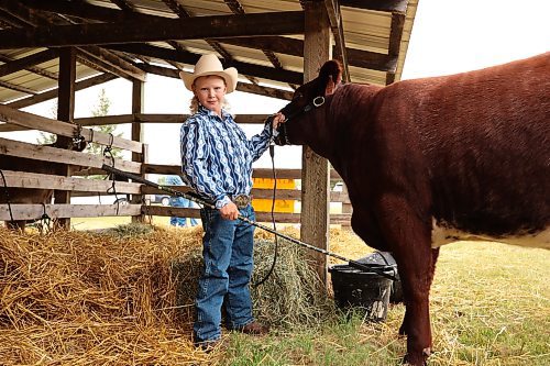 Ten-year-old Castleton Scott of Ashern holds his purebred shorthorn heifer Marmac Remy Rose 16M prior to showing the heifer at Thursday's fair. (Tim Smith/The Brandon Sun)