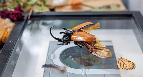 MIKE DEAL / FREE PRESS
A Rhino Beatle sits on a glass frame waiting to be installed into one of Randi’s pieces.
Randi Thomson creates entomological art, using preserved bugs and insects and native grasses and plants to make her bug landscapes. She mounts the flora and fauna in cloches, bell jars and vintage receptacles. Her garden in Stonewall, MB, is full of bones, gifted to her by family, friends and neighbours.
Reporter: AV Kitching
250707 - Monday, July 07, 2025.