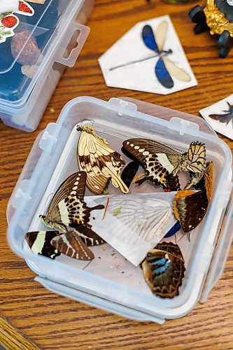MIKE DEAL / FREE PRESS
A container of broken wings wait for the right moment to shine in one of Randi’s works of art.
Randi Thomson creates entomological art, using preserved bugs and insects and native grasses and plants to make her bug landscapes. She mounts the flora and fauna in cloches, bell jars and vintage receptacles. Her garden in Stonewall, MB, is full of bones, gifted to her by family, friends and neighbours.
Reporter: AV Kitching
250707 - Monday, July 07, 2025.