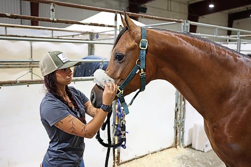 05082025
London Collins with Copple Show Horses out of Washington, adjusts a bridal on one of their Arabians at the Keystone Centre on Tuesday, ahead of the Arabian National Championship horse show, which runs from August 7-16. Collins works for Copple Show Horses and also competes in the western pleasure class.
(Tim Smith/The Brandon Sun)