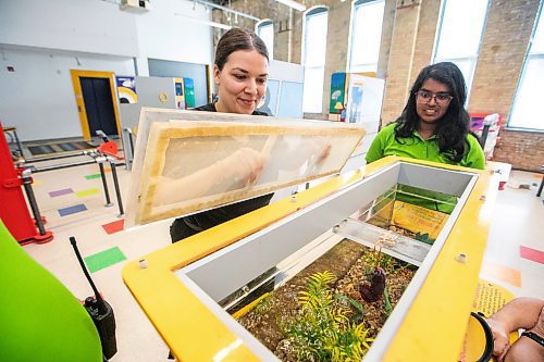 MIKAELA MACKENZIE / FREE PRESS
	
Brady Kidd, program coordinator (left), Brittany McIntosh, director of education and exhibits, and Suprova Huckaby, education coordinator, feed the leeches a blood sausage at The Childrenճ Museum on Thursday, Aug. 7, 2025. The summer exhibit, Attack Of The Bloodsuckers, examines the what, why, when, and how of mosquitoes, fleas, ticks, leeches, and other parasites. Leeches can go months without food in the wild, but get fed about every three weeks in their tank at the museum.

Standup.
Winnipeg Free Press 2025