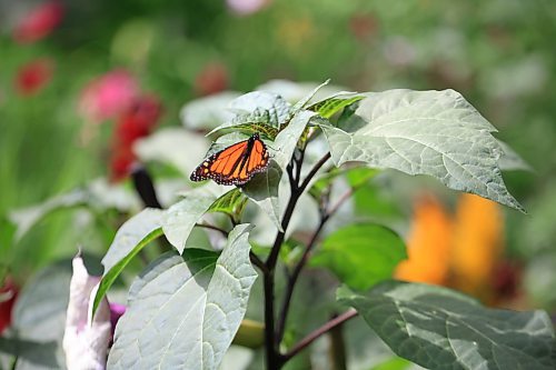 Ruth Bonneville / Free Press
Standup - St. Vital Park (lazy summer day)
A Monarch butterfly pauses to extract nectar from a flower before zipping off to another in the gardens at St. Vital Park Wednesday.
Aug 6th, 2025