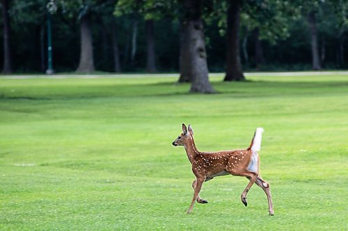MIKAELA MACKENZIE / FREE PRESS
	
A fawn bounds across the grass at Windsor Park Golf Course, which is celebrating its 100th anniversary, on Wednesday, Aug. 13, 2025. 

For Dave Sanderson story.
Winnipeg Free Press 2025