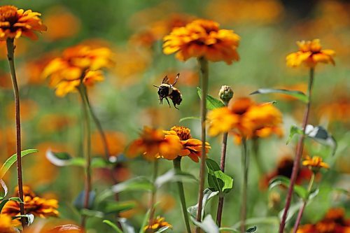19082025
A bumblebee takes flight while moving from flower to flower collecting pollen and nectar in a flower bed near Victoria Park in Souris on a hot Tuesday.
(Tim Smith/The Brandon Sun)