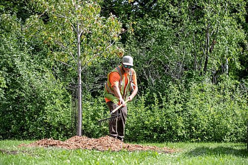 BROOK JONES/FREE PRESS
The City of Winnipeg has planted almost as many public trees as it removed in 2024, falling just 24 trees short of its one-to-one replacement goal. The City of Winnipeg's Urban Forestry Branch was planting trees at McKittrick Park at the corner of Lilac Street and Beresford Avenue in Winnipeg, Man., Wednesday, Aug. 20. 2025. Pictured: Urban Forestry Branch worker Stephan Nault places woodchips around a newly planted silver cloud seedling.