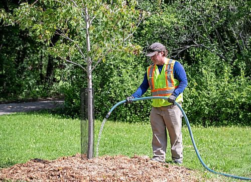 BROOK JONES/FREE PRESS
The City of Winnipeg has planted almost as many public trees as it removed in 2024, falling just 24 trees short of its one-to-one replacement goal. The City of Winnipeg's Urban Forestry Branch was planting trees at McKittrick Park at the corner of Lilac Street and Beresford Avenue in Winnipeg, Man., Wednesday, Aug. 20. 2025. Pictured: Urban Forestry Branch worker Patrick Troughton waters a newly planted silver cloud seedling.