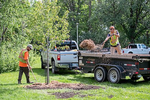 BROOK JONES/FREE PRESS
The City of Winnipeg has planted almost as many public trees as it removed in 2024, falling just 24 trees short of its one-to-one replacement goal. The City of Winnipeg's Urban Forestry Branch was planting trees at McKittrick Park at the corner of Lilac Street and Beresford Avenue in Winnipeg, Man., Wednesday, Aug. 20. 2025. Pictured: Urban Forestry Branch worker Stephan Nault (left) places woodchips around a newly planted silver cloud seedling as co-worker Blake Vanstraelen tosses woodchips from a trailer.