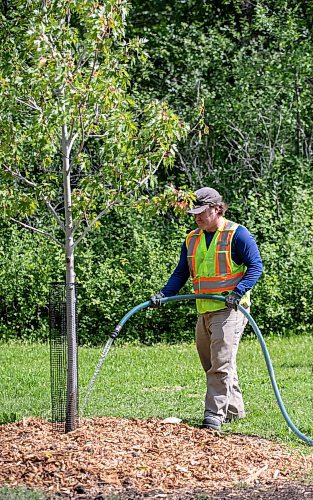BROOK JONES/FREE PRESS
The City of Winnipeg has planted almost as many public trees as it removed in 2024, falling just 24 trees short of its one-to-one replacement goal. The City of Winnipeg's Urban Forestry Branch was planting trees at McKittrick Park at the corner of Lilac Street and Beresford Avenue in Winnipeg, Man., Wednesday, Aug. 20. 2025. Pictured: Urban Forestry Branch worker Patrick Troughton waters a newly planted silver cloud seedling.