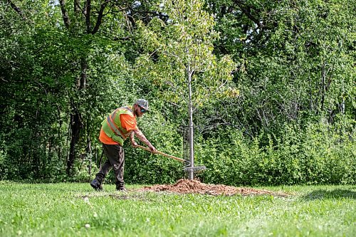 BROOK JONES/FREE PRESS
The City of Winnipeg has planted almost as many public trees as it removed in 2024, falling just 24 trees short of its one-to-one replacement goal. The City of Winnipeg's Urban Forestry Branch was planting trees at McKittrick Park at the corner of Lilac Street and Beresford Avenue in Winnipeg, Man., Wednesday, Aug. 20. 2025. Pictured: Urban Forestry Branch worker Stephan Nault places woodchips around a newly planted silver cloud seedling.