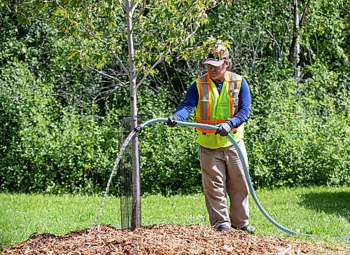 BROOK JONES/FREE PRESS
The City of Winnipeg has planted almost as many public trees as it removed in 2024, falling just 24 trees short of its one-to-one replacement goal. The City of Winnipeg's Urban Forestry Branch was planting trees at McKittrick Park at the corner of Lilac Street and Beresford Avenue in Winnipeg, Man., Wednesday, Aug. 20. 2025. Pictured: Urban Forestry Branch worker Patrick Troughton waters a newly planted silver cloud seedling.