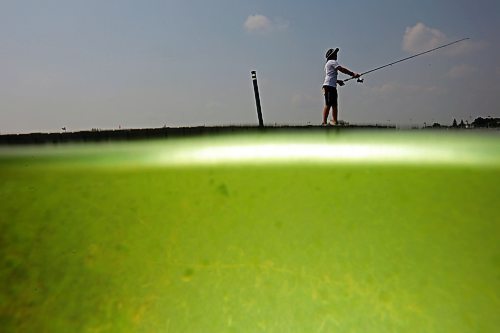 01082025
Blue-green algae blooms are seen in Minnedosa Lake as Kirill Holm of Germany fishes from the boat launch dock on a hot Friday afternoon. Minnedosa Lake is one of seven lakes in which algae advisories were issued ahead of long weekend. (Tim Smith/The Brandon Sun)