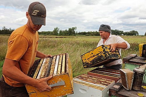 22082025
Mike Clark with Clark Apiaries (R) and Richard Gradwell (L) collect honey boxes from nucleus hives north of Wawanesa along Provincial Road 340 on a cool Friday afternoon, so they can extract the honey. Nucleus hive’s are smaller starter hives and don’t produce a lot of honey. They will be fully productive next year. Clark is a third generation beekeeper. His grandfather started the apiary in 1914. Clark is the Director of the Manitoba Beekeepers’ Association. (Tim Smith/The Brandon Sun)
