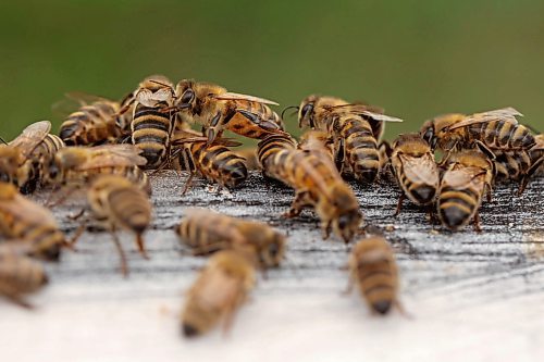 22082025
Honey bees congregate outside nucleus hives belonging to Clark Apiaries north of Wawanesa along Provincial Road 340 on a cool Friday afternoon. (Tim Smith/The Brandon Sun)