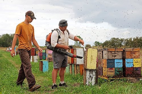 22082025
Mike Clark with Clark Apiaries blows bees off honey boxes while collecting the boxes from atop nucleus hives with helper Richard Gradwell so the honey can be collected north of Wawanesa along Provincial Road 340 on a cool Friday afternoon. Nucleus hive’s are smaller starter hives and don’t produce a lot of honey. They will be fully productive next year. Clark is a third generation beekeeper. His grandfather started the apiary in 1914. Clark is the Director of the Manitoba Beekeepers’ Association. (Tim Smith/The Brandon Sun)