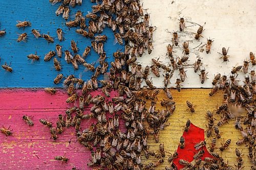 22082025
Honey bees congregate outside nucleus hives belonging to Clark Apiaries north of Wawanesa along Provincial Road 340 on a cool Friday afternoon. (Tim Smith/The Brandon Sun)