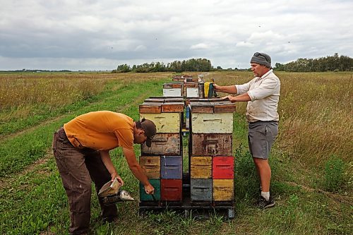 22082025
Mike Clark with Clark Apiaries (R) and Richard Gradwell (L) collect honey boxes from nucleus hives north of Wawanesa along Provincial Road 340 on a cool Friday afternoon, so they can extract the honey. Nucleus hive’s are smaller starter hives and don’t produce a lot of honey. They will be fully productive next year. Clark is a third generation beekeeper. His grandfather started the apiary in 1914. Clark is the Director of the Manitoba Beekeepers’ Association. (Tim Smith/The Brandon Sun)