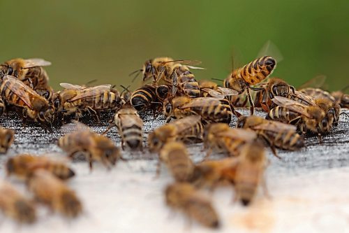 22082025
Honey bees congregate outside nucleus hives belonging to Clark Apiaries north of Wawanesa along Provincial Road 340 on a cool Friday afternoon. (Tim Smith/The Brandon Sun)