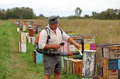 22082025
Mike Clark with Clark Apiaries and Director of the Manitoba Beekeepers’ Association, blows bees off honey boxes while collecting the boxes from atop nucleus hives so the honey can be collected north of Wawanesa along Provincial Road 340 on a cool Friday afternoon. Nucleus hive’s are smaller starter hives and don’t produce a lot of honey. They will be fully productive next year. Clark is a third generation beekeeper. His grandfather started the apiary in 1914. (Tim Smith/The Brandon Sun)