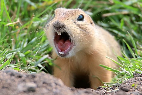 A Richardson's ground squirrel communicates with fellow squirrels at Dinsdale Park last month. Participants in the Nature Conservancy of Canada's Big Backyard BioBlitz, running this weekend, might spot the animal and share their findings with scientists and conservationists. (Tim Smith/The Brandon Sun)