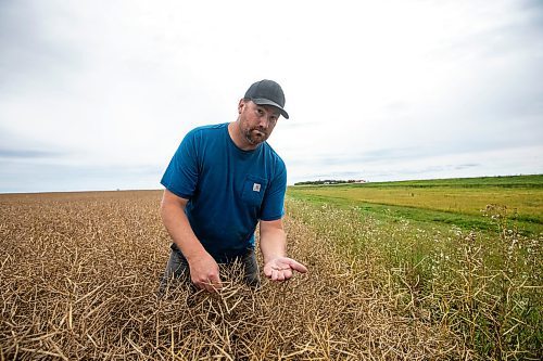 MIKAELA MACKENZIE / FREE PRESS
Dustin Wiens, a grain farmer south of La Salle, in his canola field by the road closure of Floodway Road on Monday, Aug. 25, 2025. The road, which is closed now through to October, will impact the way that he transports his harvest from the fields.
For Aaron story.
Free Press 2025
