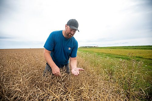 MIKAELA MACKENZIE / FREE PRESS
Dustin Wiens, a grain farmer south of La Salle, in his canola field by the road closure of Floodway Road on Monday, Aug. 25, 2025. The road, which is closed now through to October, will impact the way that he transports his harvest from the fields.
For Aaron story.
Free Press 2025